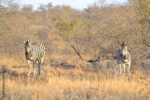 ZEBRA DEL KRUGER NATIONAL PARK  SUDAFRICA