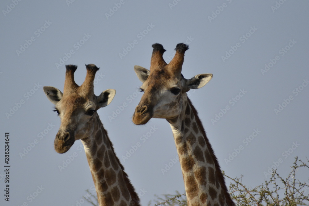 GIRAFFE DEL KRUGER NATIONAL PARK, SUDAFRICA