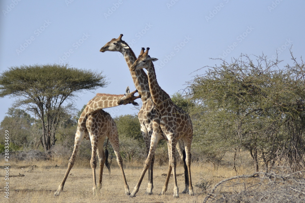 Obraz premium GIRAFFE DEL KRUGER NATIONAL PARK, SUDAFRICA