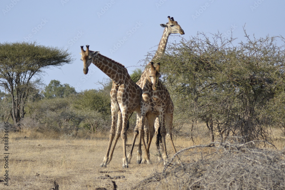 Obraz premium GIRAFFE DEL KRUGER NATIONAL PARK, SUDAFRICA