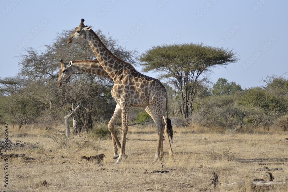 Obraz premium GIRAFFE DEL KRUGER NATIONAL PARK, SUDAFRICA