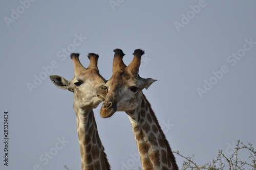 GIRAFFE DEL KRUGER NATIONAL PARK, SUDAFRICA © silvye