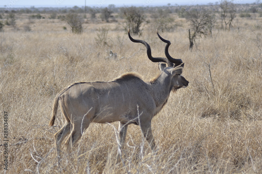KUDU, SUDAFRICA