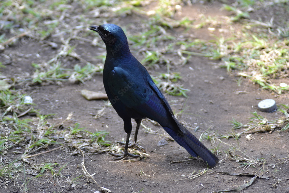 UCCELLO BLU DEL KRUGER NATIONAL PARK, SUDAFRICA UCCELLO BLU DEL KRUGER NATIONAL PARK, SUDAFRICA