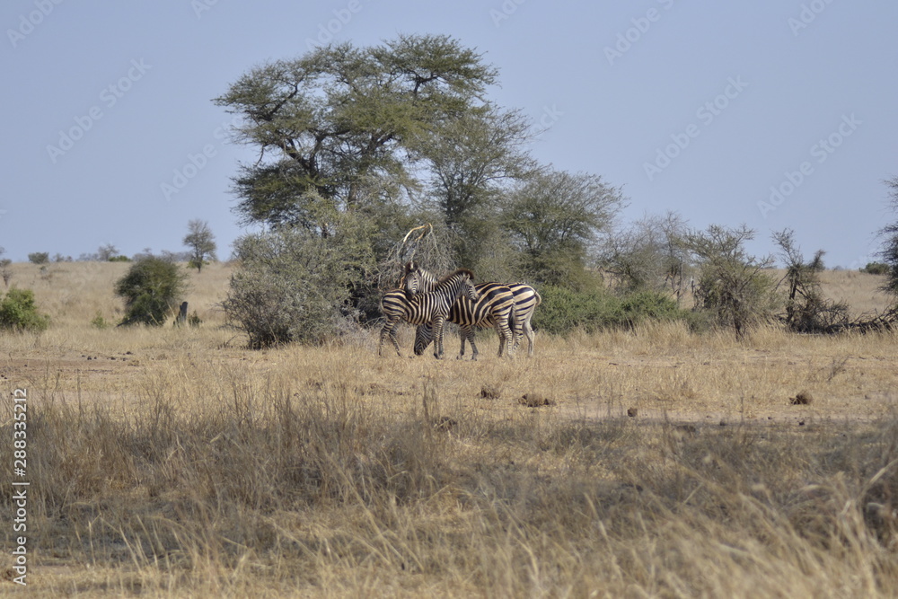 ZEBRA DEL KRUGER NATIONAL PARK, SUDAFRICA ZEBRA DEL KRUGER NATIONAL PARK, SUDAFRICA