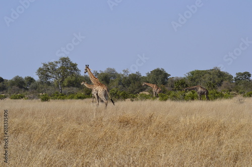 GIRAFFE DEL KRUGER NATIONAL PARK, SUDAFRICA