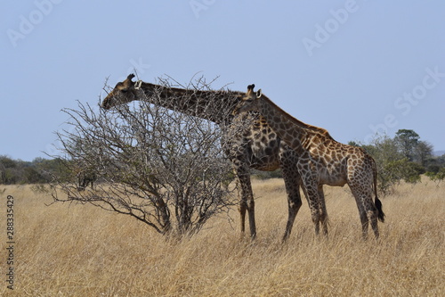 GIRAFFE DEL KRUGER NATIONAL PARK, SUDAFRICA