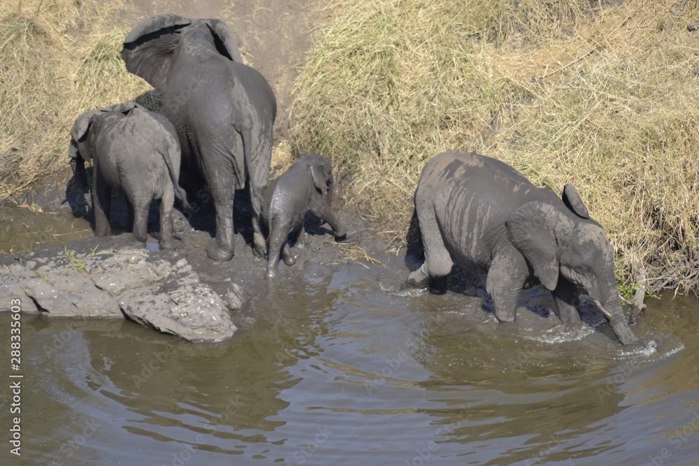 Fototapeta premium ELEFANTI, SUDAFRICA