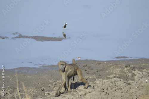 SCIMMIE DEL KRUGER NATIONAL PARK, SUDAFRICA photo