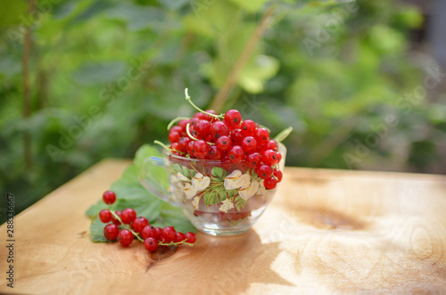 Red currant in the bowl. Fresh berries in nature. Still life with red berries.