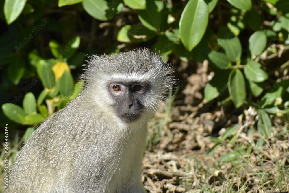 SCIMMIE SUDAFRICANE, KRUGER NATIONAL PARK