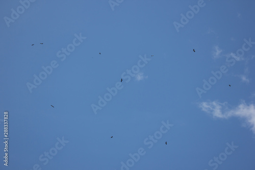 Phalacrocorax fuscicollis in blue sky