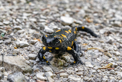 Fire salamander on the road