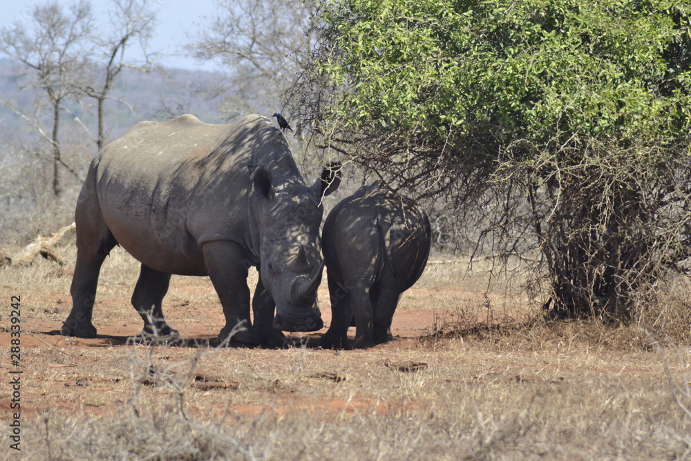 RINOCERONTI, KRUGER NATIONAL PARK, SUDAFRICA RINOCERONTI, KRUGER NATIONAL PARK, SUDAFRICA