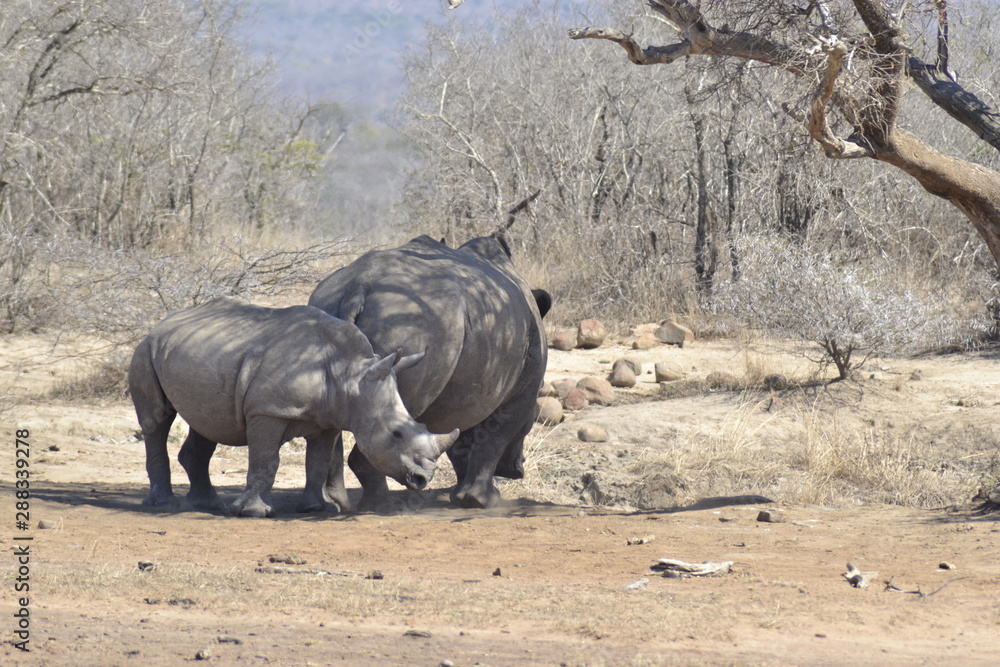 RINOCERONTI, KRUGER NATIONAL PARK, SUDAFRICA RINOCERONTI, KRUGER NATIONAL PARK, SUDAFRICA