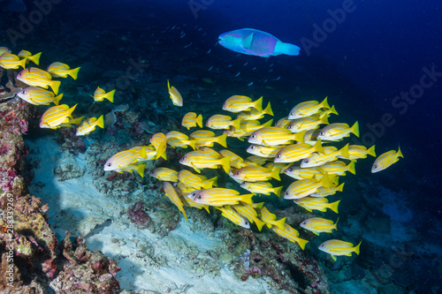 School of Bluestripe Snapper (Lutjanus kasmira) on a Tropical Coral Reef photo