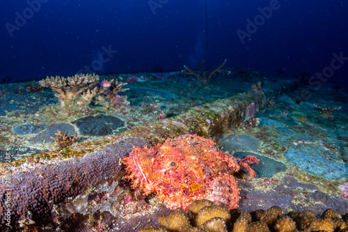 Scorpionfish on an Underwater Shipwreck