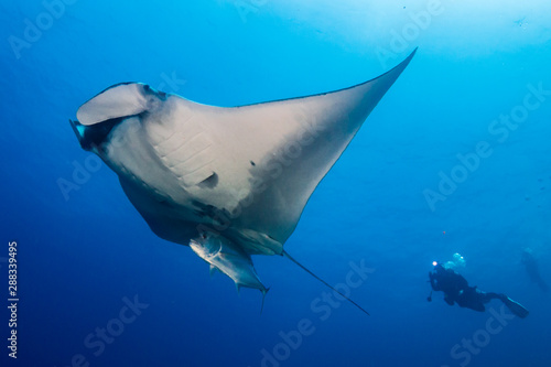 Manta Ray with Diver