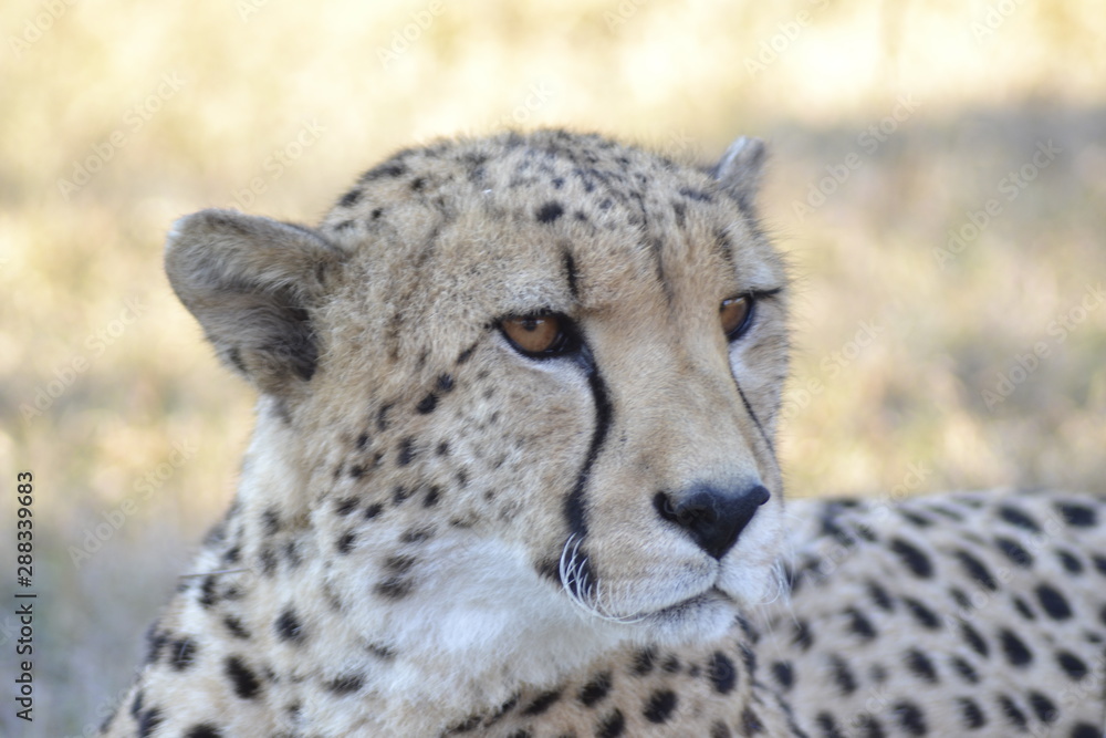GHEPARDO, KRUGER NATIONAL PARK, SUDAFRICA