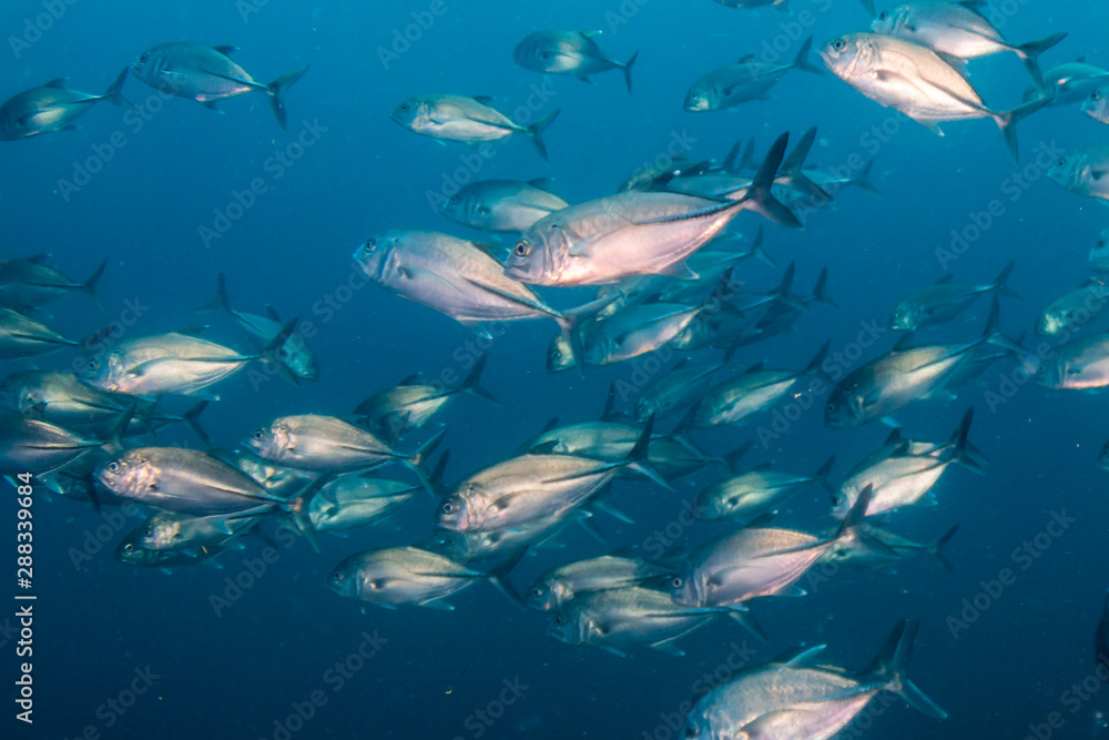 Naklejka premium School of Trevally in a Blue Water Tropical Ocean