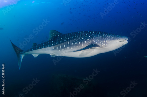 Large Whaleshark in a blue water tropical ocean