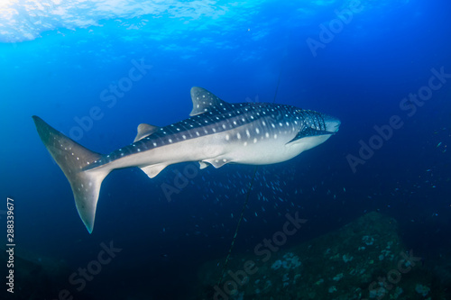 Large Whaleshark in a blue water tropical ocean © whitcomberd