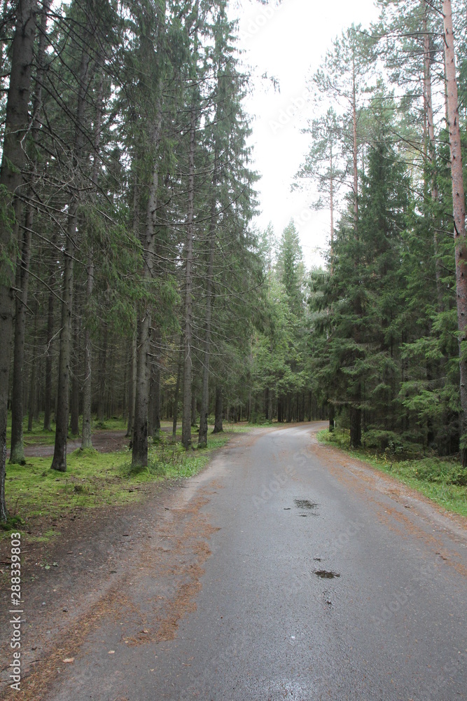 road in the forest road in the forest