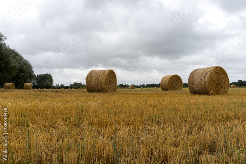 golden hay and straw bales on a large farm field under an overcast sky
