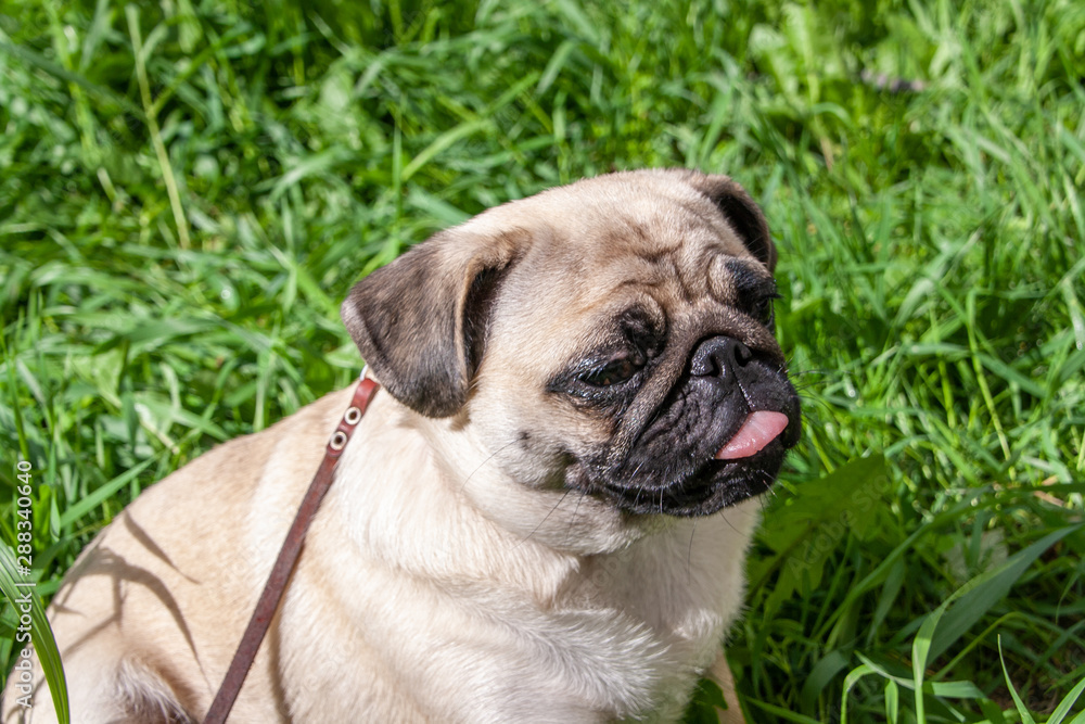 Funny Portrait healthy purebred cute pug outdoors in nature on a sunny day. Pug walks on a leash through the green grass. Shows language