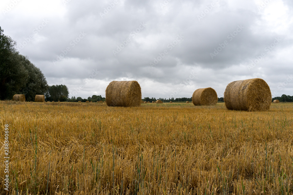 Fototapeta premium golden hay and straw bales on a large farm field under an overcast sky