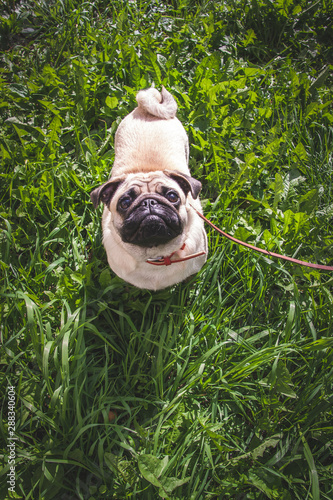 Portrait healthy purebred cute pug outdoors in nature on a sunny day. Pug walks on a leash through the green grass. Flat Top view