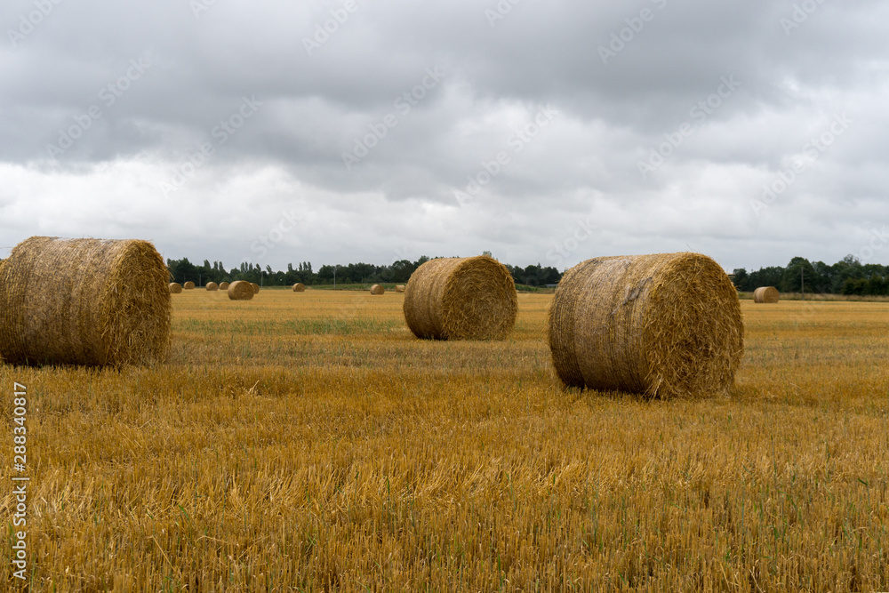 golden hay and straw bales on a large farm field under an overcast sky