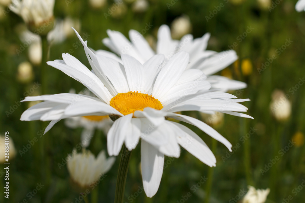 Fototapeta premium field daisies with white petals close up