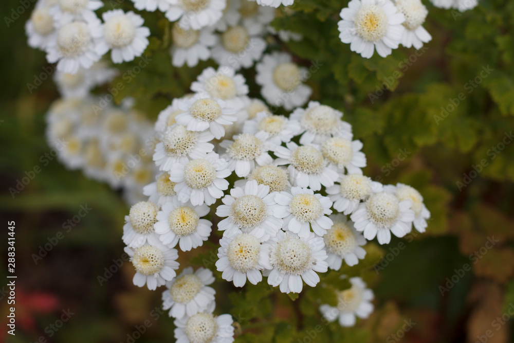 white flowers in garden white flowers in garden