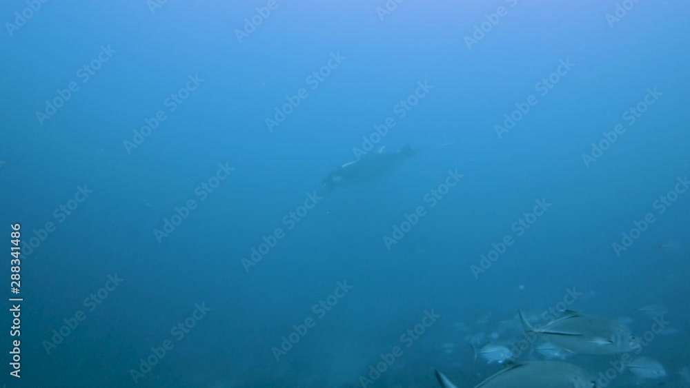 Oceanic Manta Rays in a Tropical Ocean in 4k Oceanic Manta Rays in a Tropical Ocean in 4k