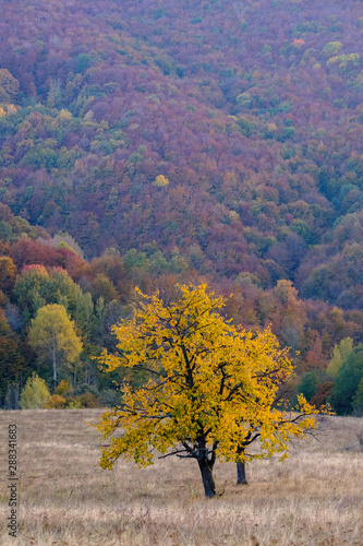Colorful Autumn in the Carpathian Mountains of Romania