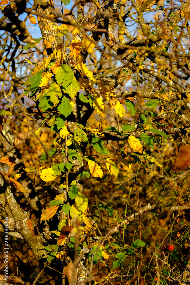 Colorful Autumn leaves in the countryside Colorful Autumn leaves in the countryside