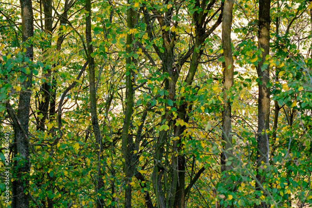 Colorful Autumn leaves in the countryside Colorful Autumn leaves in the countryside