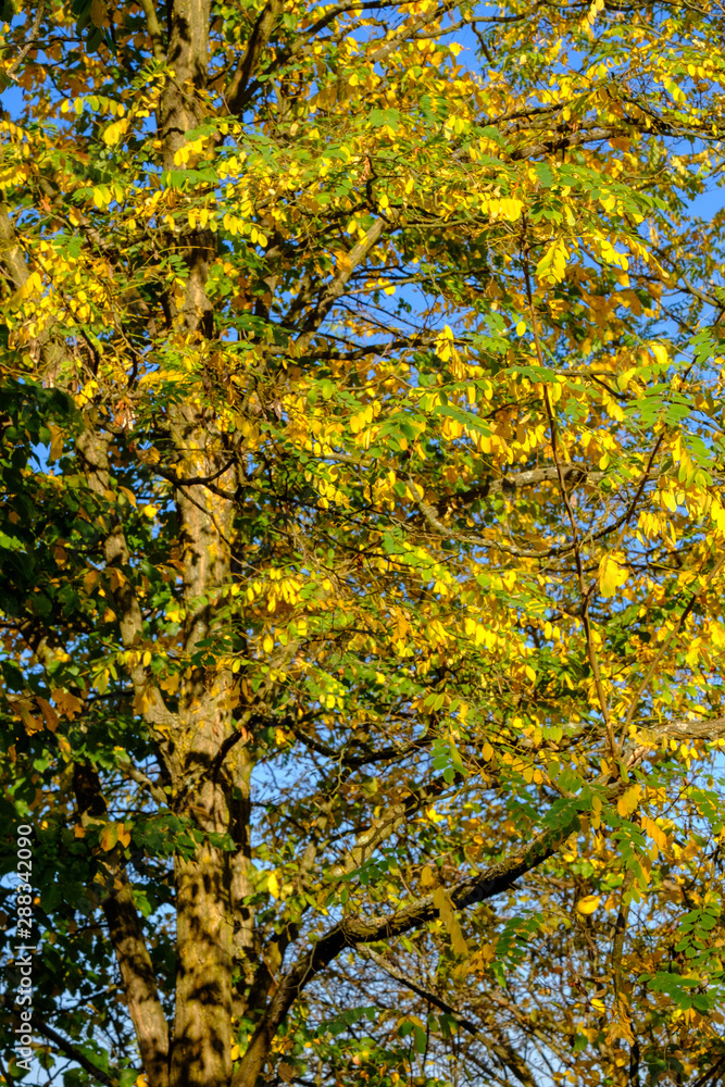 Colorful Autumn leaves in the countryside Colorful Autumn leaves in the countryside