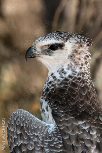 Aigle martial, Polemaetus bellicosus, Martial Eagle © JAG IMAGES