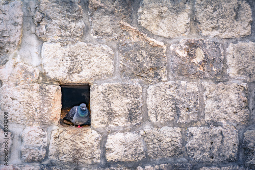 dove in old stone wall © seakitten