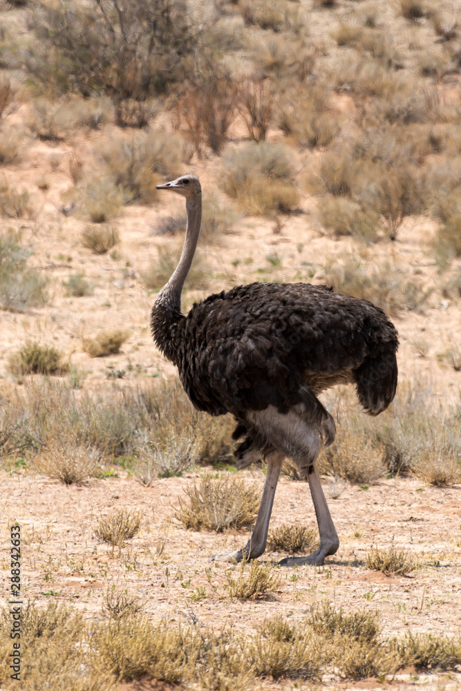 Naklejka premium Autruche d'Afrique, femelle,.Struthio camelus, Common Ostrich, Parc national Kalahari, Afrique du Sud