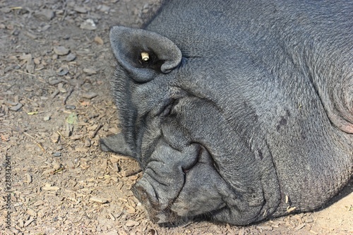 Portrait eines schlafenden  H  ngebauchschweins