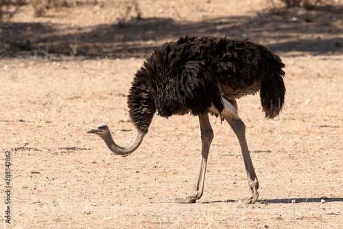 Autruche d'Afrique, Struthio camelus, Common Ostrich, Parc national Kalahari, Afrique du Sud