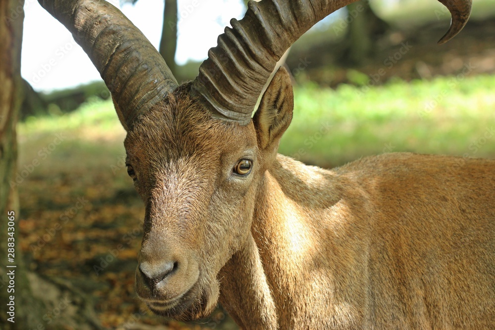 Westkaukasischer Steinbock (Capra caucasica) Westkaukasischer Steinbock (Capra caucasica)