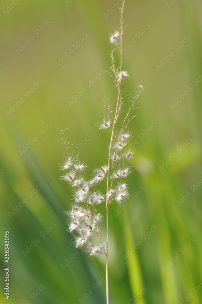 Cerrado Flowers and Plants Cerrado Flowers and Plants