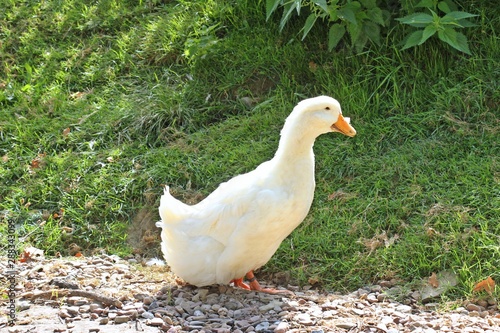 Foto Deutsche Pekingente (Anas anas f. domestica)