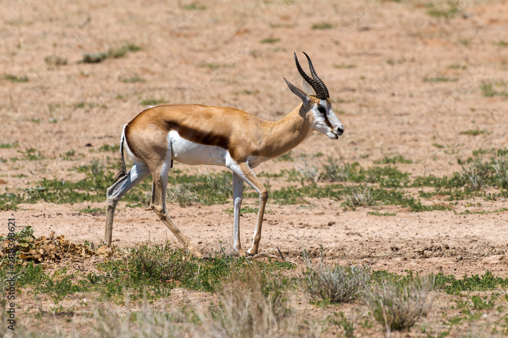 Springbok, Antidorcas marsupialis, Afrique du Sud Springbok, Antidorcas marsupialis, Afrique du Sud