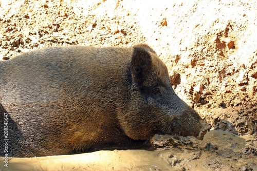 Wildschwein in der Suhle photo