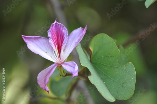 Cerrado Flowers and Plants